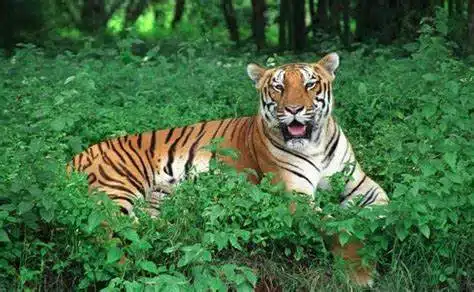 East India's Famous Wildlife and Bird Sanctuary is full of adventure