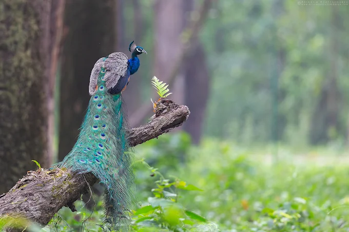 East India's Famous Wildlife and Bird Sanctuary is full of adventure