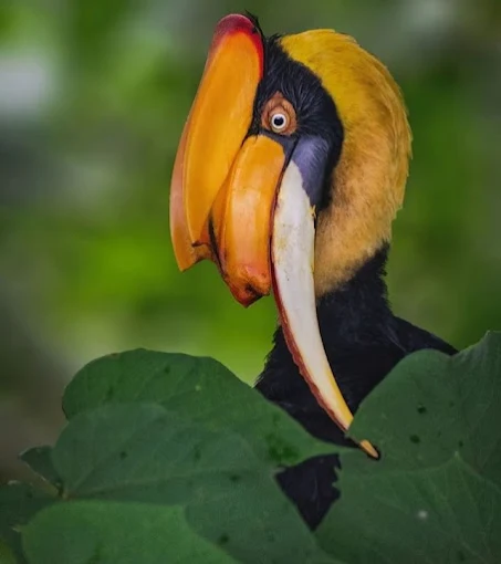 East India's Famous Wildlife and Bird Sanctuary is full of adventure