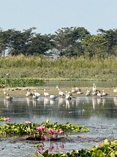 Northeast India's Famous Wildlife and bird Sanctuary are very special for sight seeing.