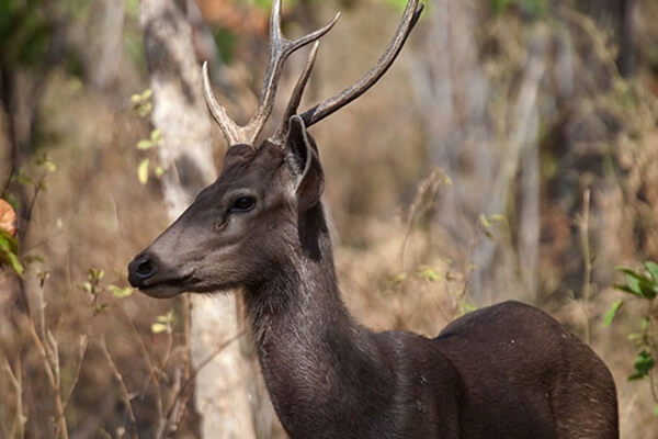 Northeast India's Famous Wildlife and bird Sanctuary are very special for sight seeing.