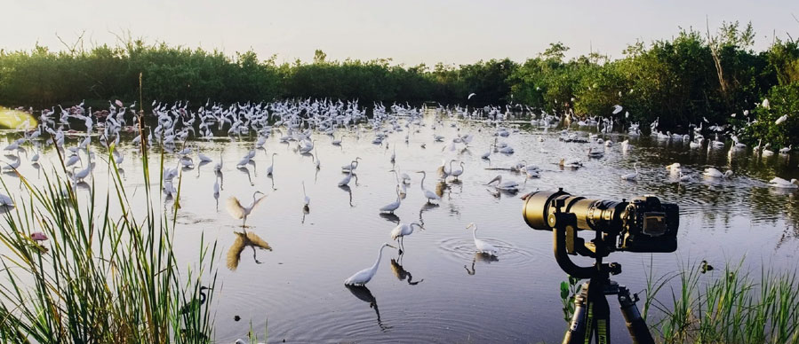 Northeast India's Famous Wildlife and bird Sanctuary are very special for sight seeing.