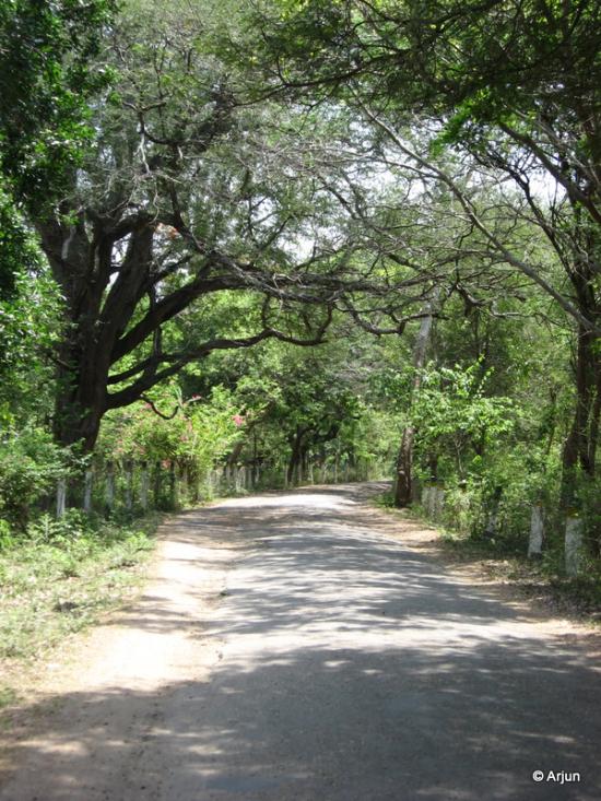 A visitor watching spotted deer at the Amirthi Zoological Park near Vellore.