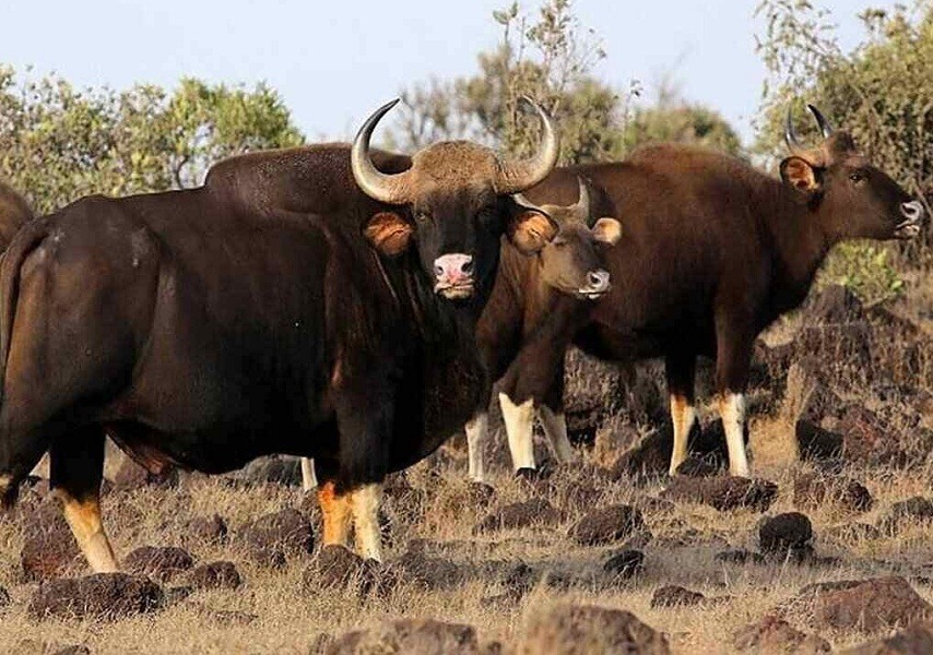 Filled with flora and fauna