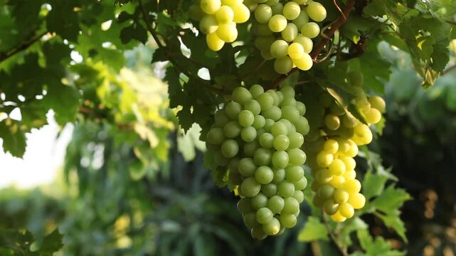Bunches of fresh purple grapes alongside glasses of red and white wine.