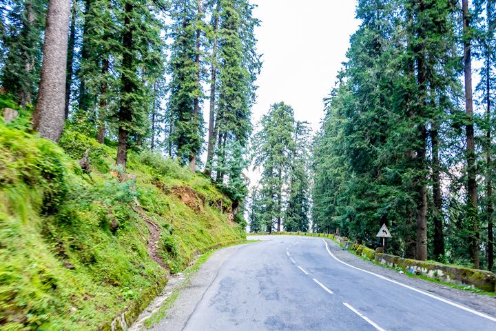 Known for its beauty and tree structure