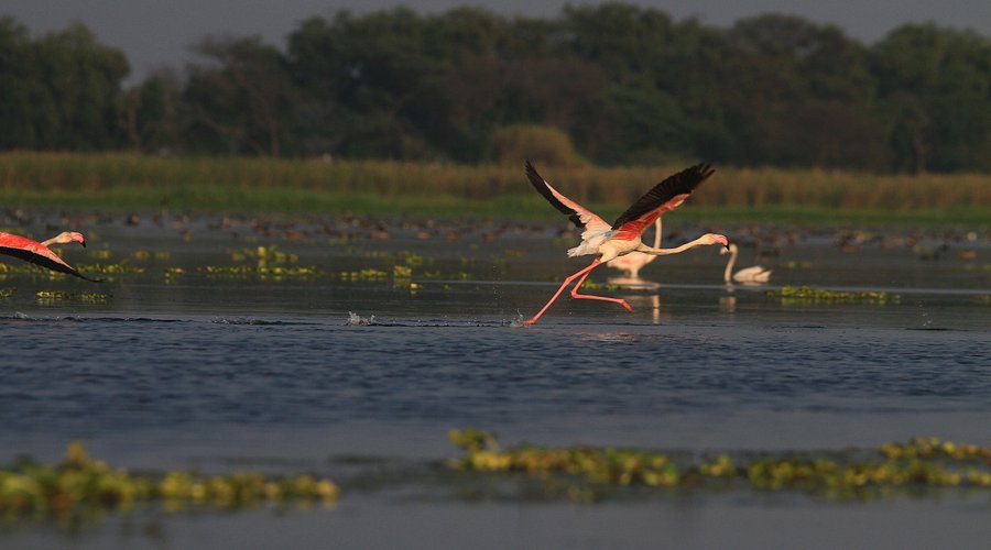 Flocks of migratory birds at the wetland sanctuary.