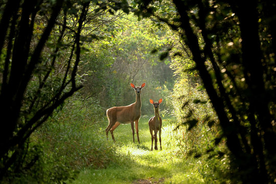 A deer grazing in the grasslands of the Valmiki Tiger Reserve near Champaran.