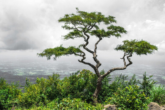 Scenic viewpoint overlooking misty valleys in Nelliyampathy.