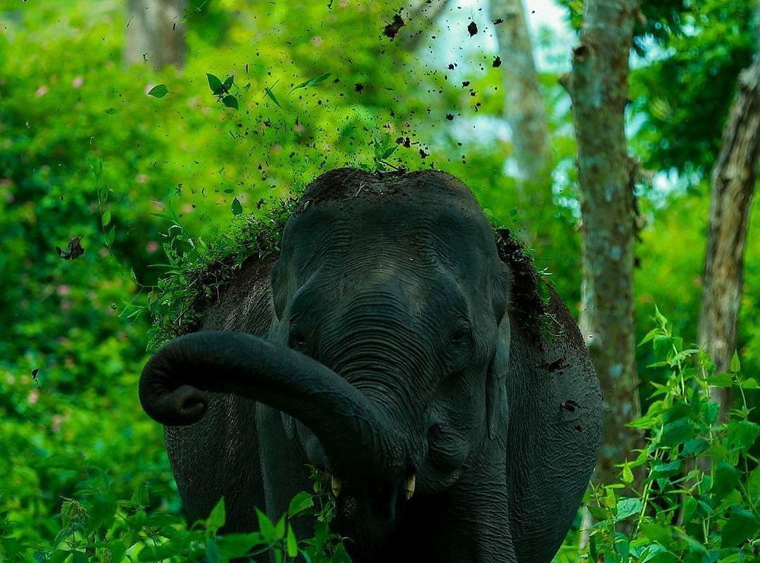 The serene Parambikulam Lake surrounded by forests.