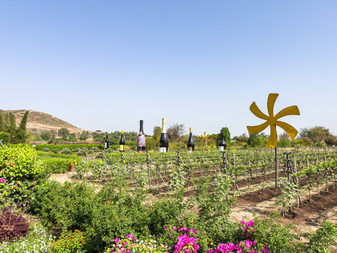 Tourists enjoying a wine tasting at the scenic Sula Vineyards estate in Nashik.