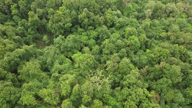 Dense forest canopy and wildlife within the Valmiki Tiger Reserve near Champaran.