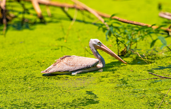 Flock of migratory birds at Vedanthangal Bird Sanctuary, a natural site near Kanchipuram.