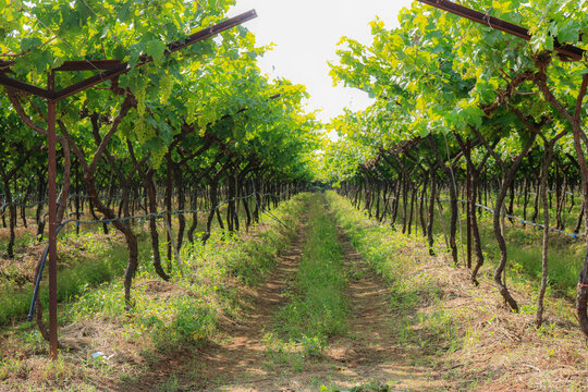 A guide leading a group on a tour through lush grapevines at a Nashik vineyard.
