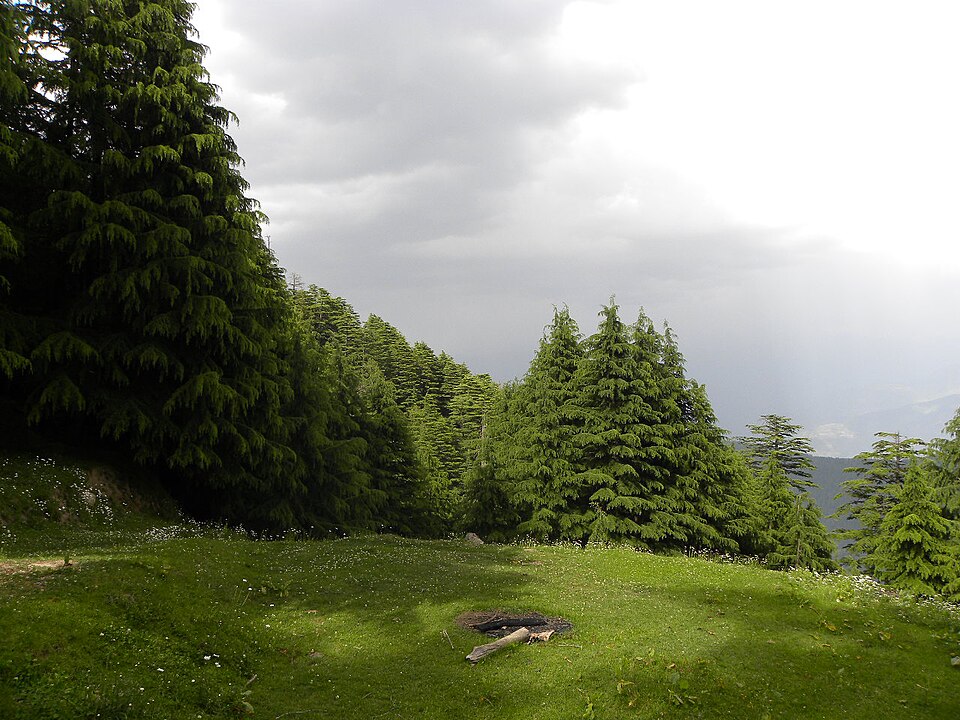 Known for its thick forest around