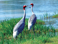 Filled with beautiful birds