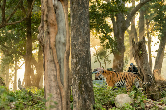 Corbett National Park, India's first tiger reserve and famous place to visit near Roorkee.