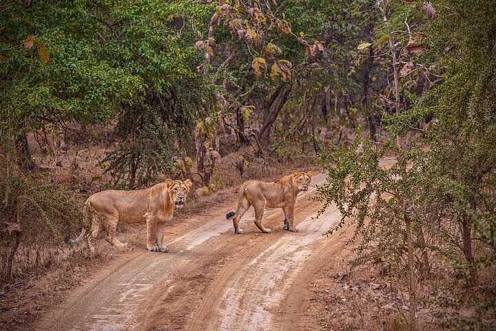 Gir National Park, the home of the Asiatic lion and a premier wildlife place to visit near Rajkot. Gir National Park, the home of the Asiatic lion and a premier wildlife place to visit near Rajkot.
