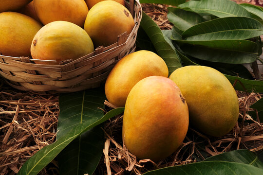 Basket of ripe yellow Alphonso mangoes from the Konkan region.