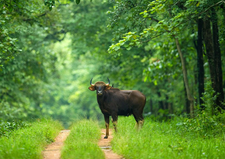 A bison in the dense forest of Barnawapara Wildlife Sanctuary, a natural place to visit near Bhilai.