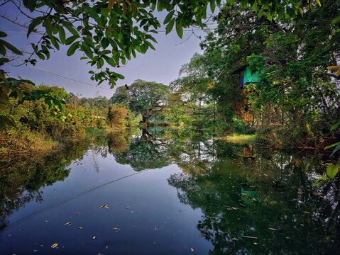 Dense forest surrounding the reservoir at Bhoothathankettu Dam near ernakulam.