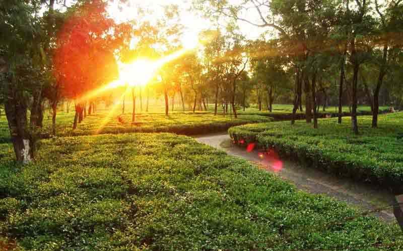 Tea estate workers plucking leaves in Damdim