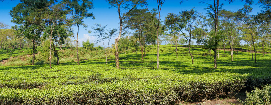 Freshly plucked Dooars tea leaves in a wicker basket.