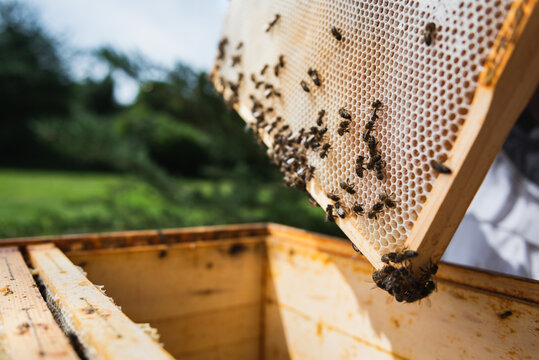 A jar of raw forest honey sourced from the wilds of the Terai.