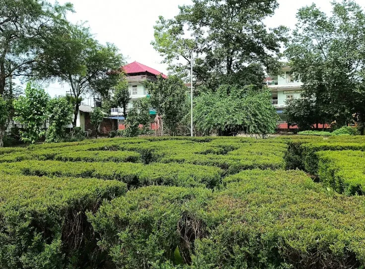 Mahatma Gandhi's statue surrounded by greenery at Gandhi Bagh, a historic site among places to visit in Lakhimpur Kheri.