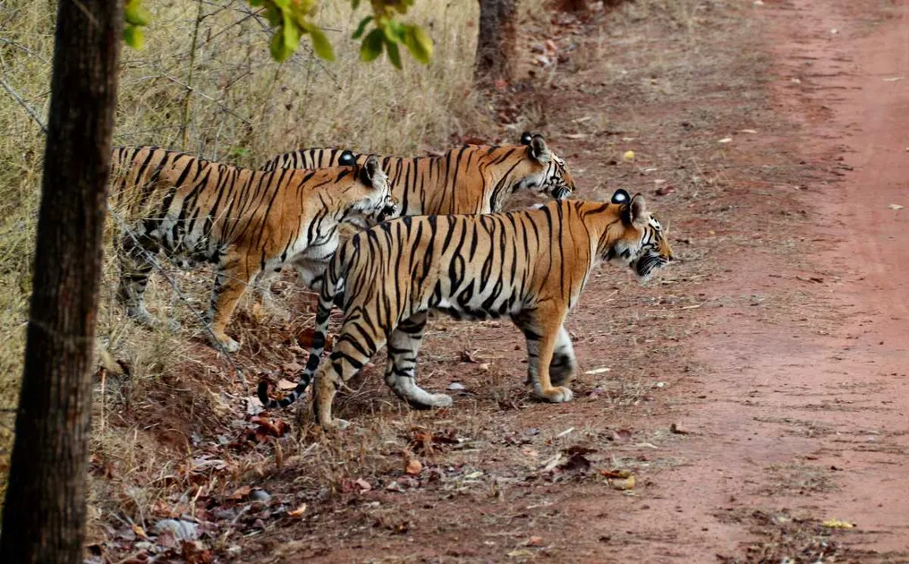 A safari vehicle touring through the forests of Hazaribagh National Park.