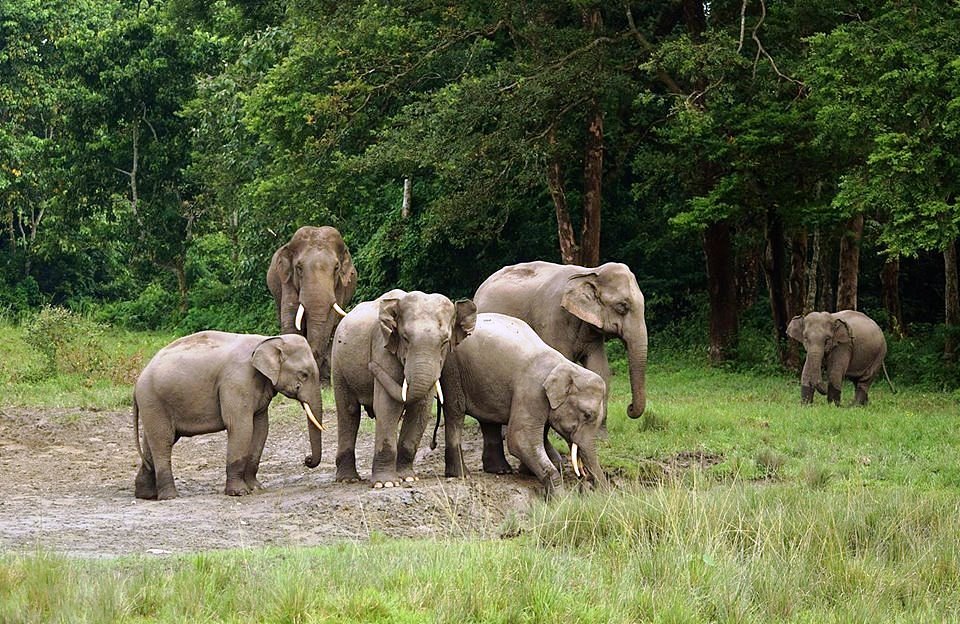 One-horned rhinoceros grazing in Jaldapara National Park near jalpaiguri.