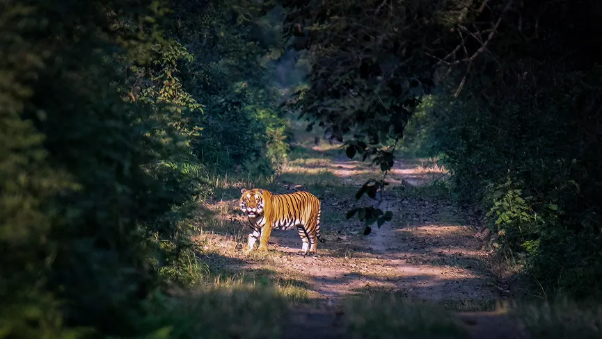 A safari jeep carrying tourists on a wildlife spotting journey in Lakhimpur Kheri.