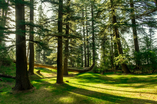 Kalatop Wildlife Sanctuary, a dense forest reserve and a nature place to visit near Chamba.