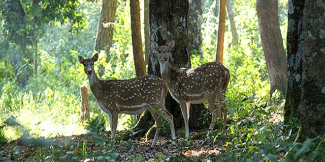 kalesar national park forest reserve with leopards and deer