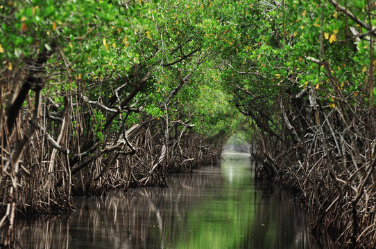 Kalikkudukkai Mangrove Forest, a unique coastal ecosystem and natural sanctuary near Chettinad.