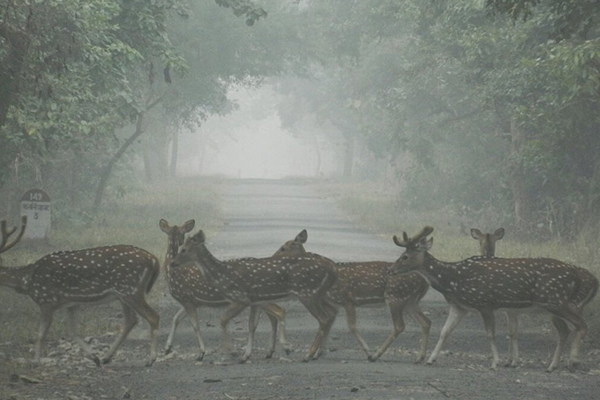 Gharials basking on riverbanks at Katarniaghat Wildlife Sanctuary, a unique spot among places to visit in Lakhimpur Kheri.