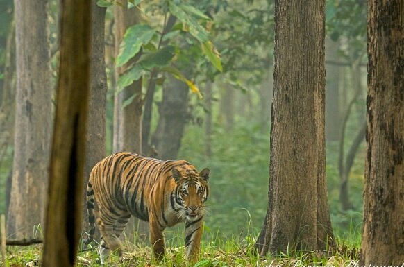 Lush green wetlands and grasslands of Kishanpur Wildlife Sanctuary in Lakhimpur Kheri.