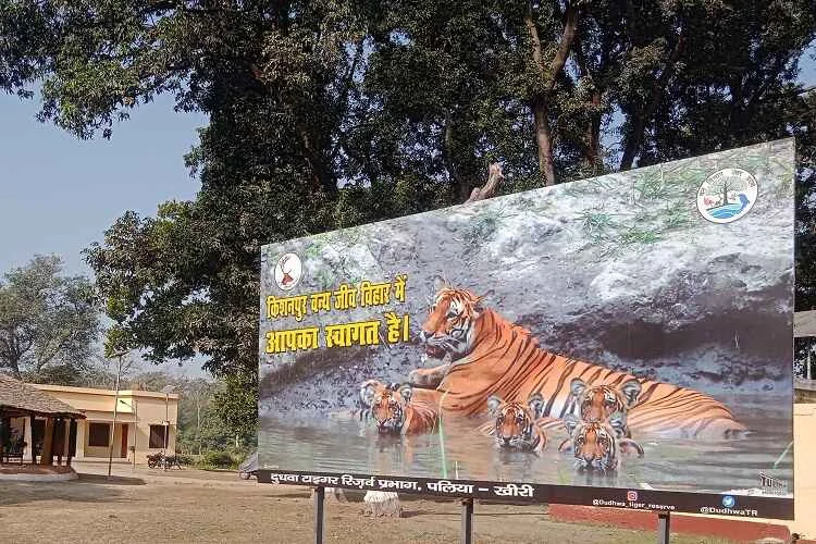 Dense sal forests and grasslands at Kishanpur Wildlife Sanctuary, a pristine addition to places to visit in Lakhimpur Kheri.