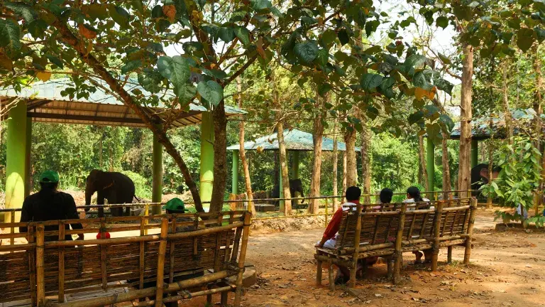 Trained elephants bathing in river at Kodanad Elephant Centre near ernakulam.