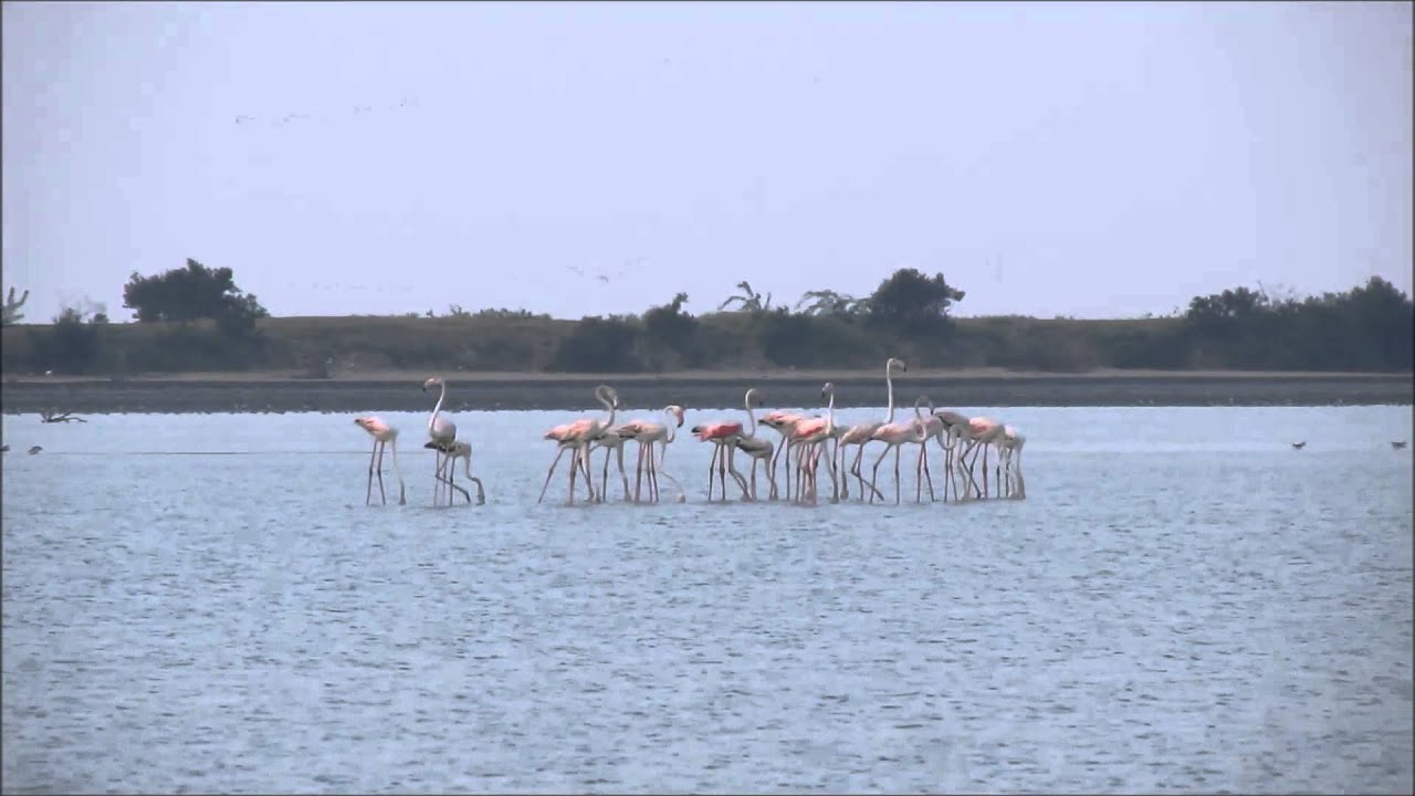 Flamingos wading in the wetlands of the Kodikkarai (Point Calimere) Bird Sanctuary.