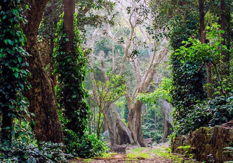 Forest lodge entrance at Lataguri village