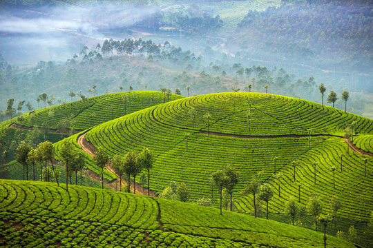 Munnar's rolling tea plantations and misty hills.