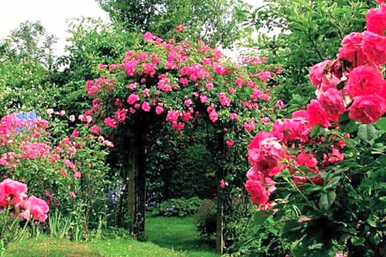 places to visit in ludhiana Nehru Rose Garden colorful roses