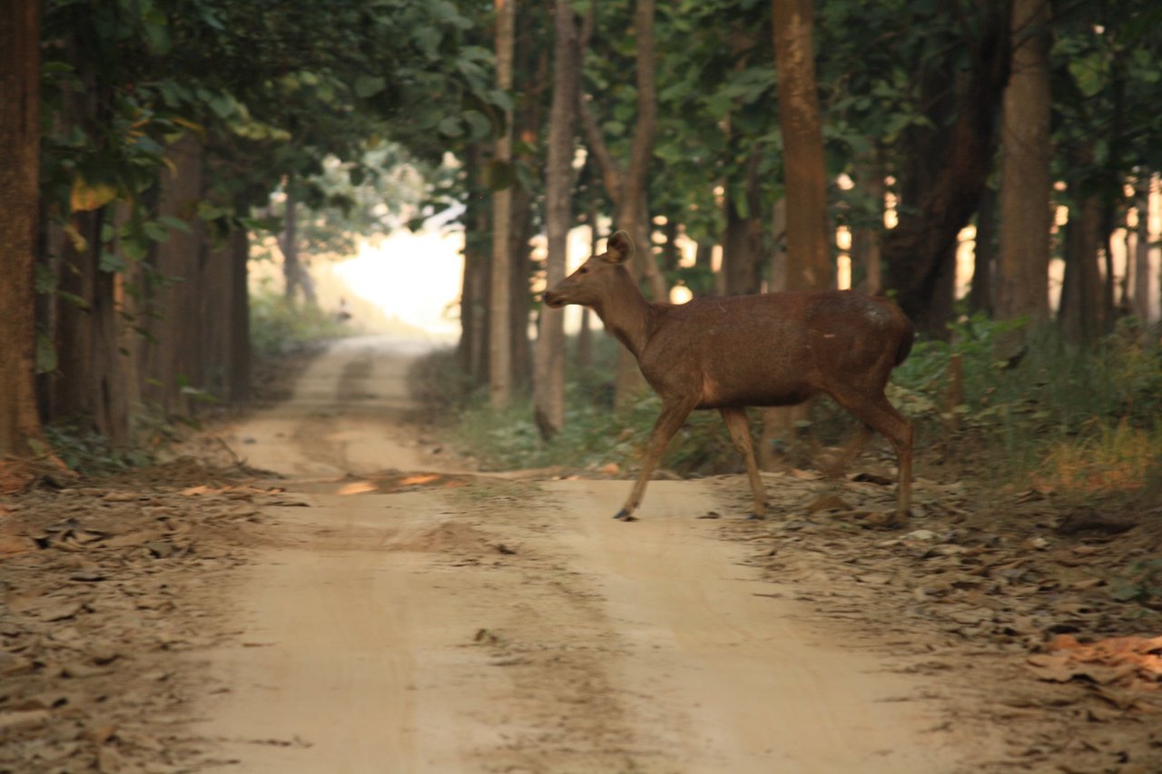 Tourist lodges and safari booking offices at Palia Kalan town.