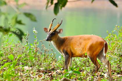 Lush greenery at Phansad Wildlife Sanctuary, a nature-filled place to visit near Alibag.