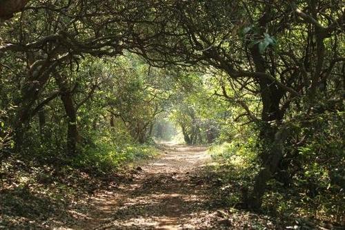 Dense forest trail inside Phansad Wildlife Sanctuary, an alibag nature retreat.