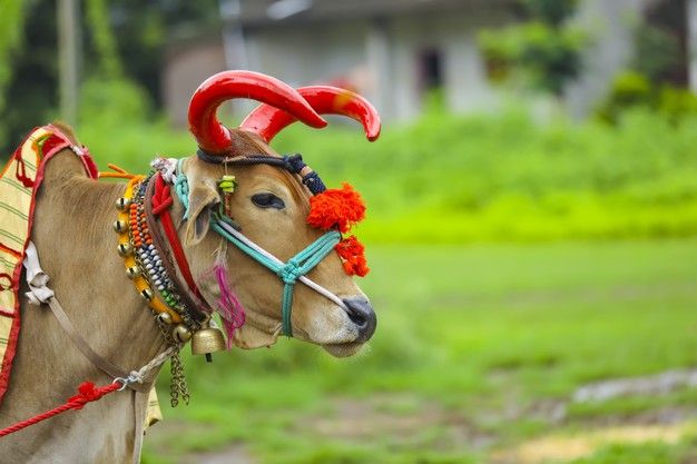 A farmer decorating his bullock for the Pola festival, a unique harvest and animal gratitude ritual of Maharashtra.