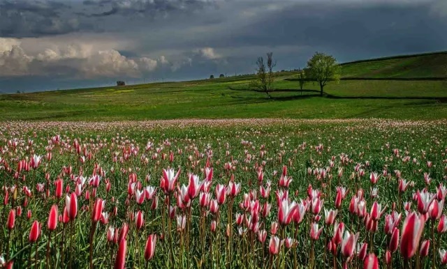 A joyful picnic in a blooming almond orchard, celebrating the Sonth festival, a beloved seasonal ritual of Jammu and Kashmir.