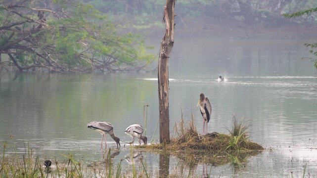 Migratory birds at Sultanpur National Park, a renowned bird sanctuary located approximately 50 km from Panipat.