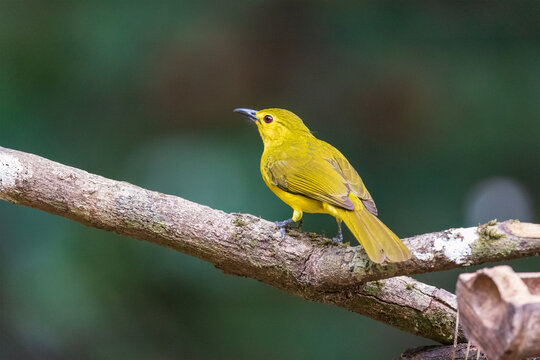 Colorful bird perched on a branch at Thattekkad Bird Sanctuary near ernakulam.